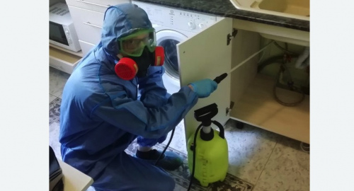 Уничтожение муравьев в квартире. Минусинск