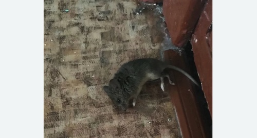 Дезинфекция от мышей в Минусинске