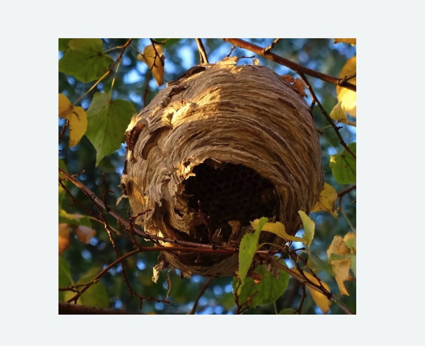 Обработка от шершней в Минусинске