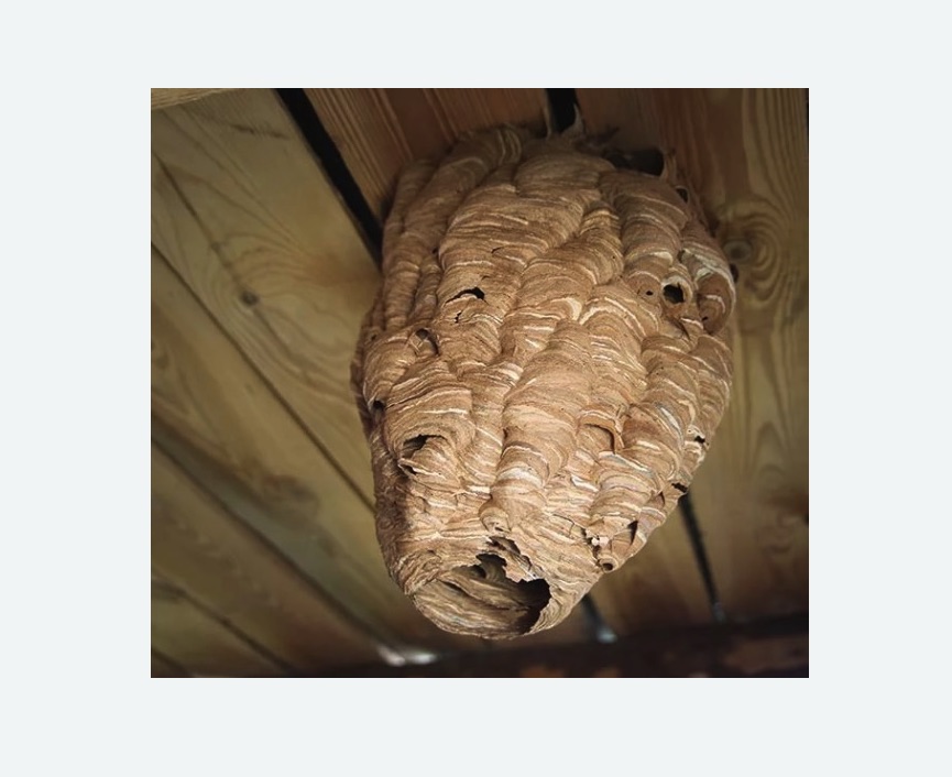 обработка от шершней в Минусинске