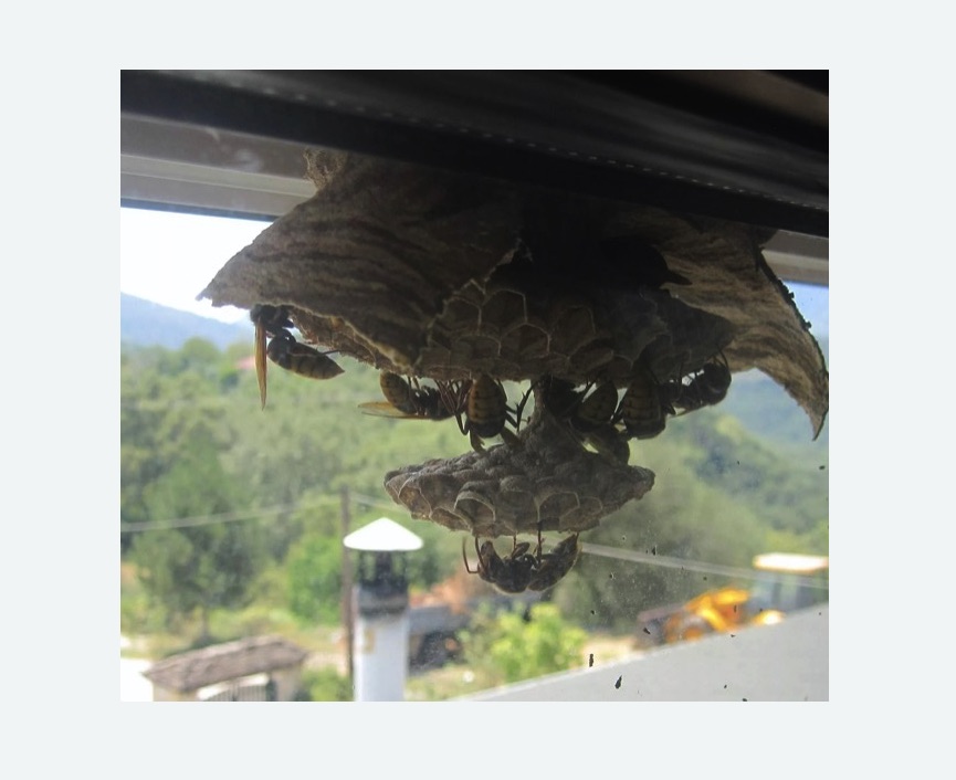 Уничтожение гнёзд шершней в Минусинске