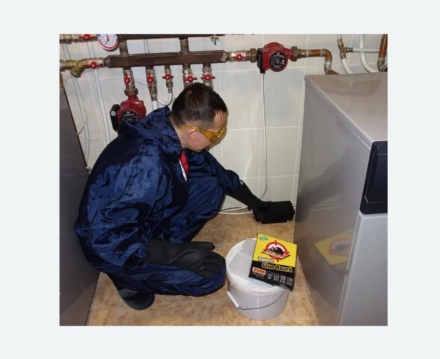 Уничтожение крыс в Минусинске