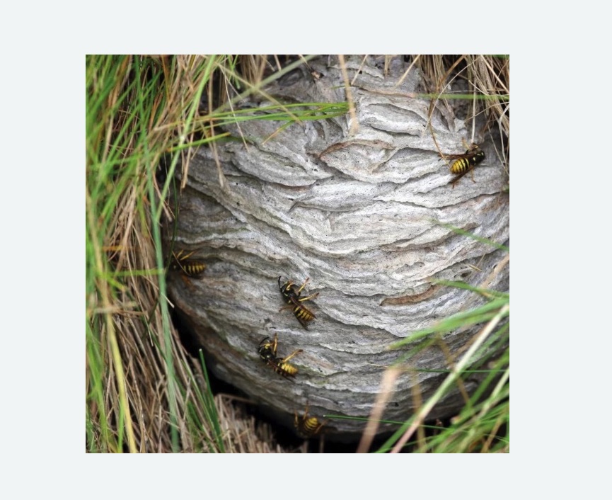 Уничтожение ос и ульев в Минусинске